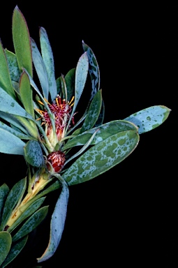 APII jpeg image of Isopogon pruinosus subsp. pruinosus  © contact APII