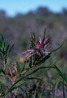 APII jpeg image of Isopogon linearis  © contact APII