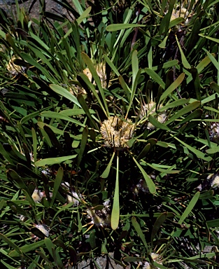 APII jpeg image of Isopogon polycephalus  © contact APII