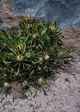 APII jpeg image of Isopogon polycephalus  © contact APII