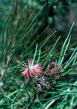 APII jpeg image of Isopogon scabriusculus subsp. scabriusculus  © contact APII