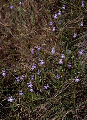 APII jpeg image of Lobelia douglasiana  © contact APII