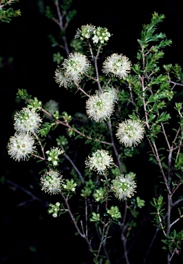 APII jpeg image of Kunzea bracteolata  © contact APII