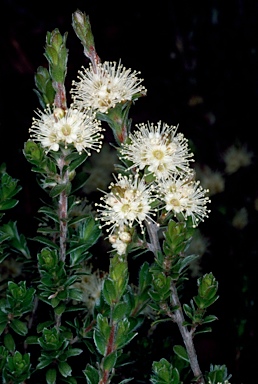 APII jpeg image of Kunzea cambagei  © contact APII