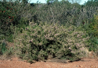 APII jpeg image of Kunzea micrantha  © contact APII