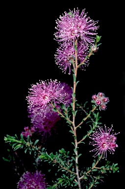 APII jpeg image of Kunzea obovata  © contact APII