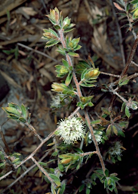 APII jpeg image of Kunzea rupestris  © contact APII