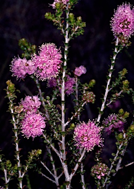 APII jpeg image of Kunzea recurva  © contact APII