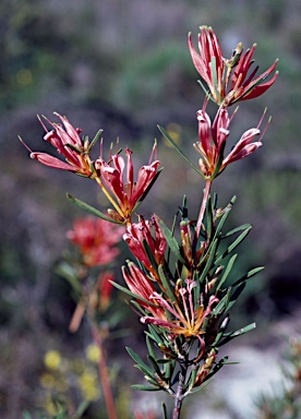 APII jpeg image of Lambertia multiflora var. multiflora  © contact APII