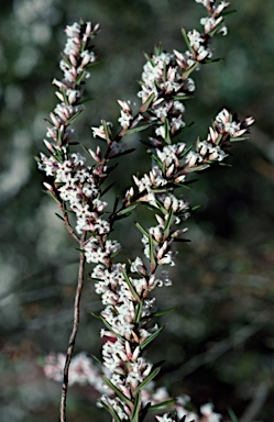 APII jpeg image of Leucopogon ericoides  © contact APII