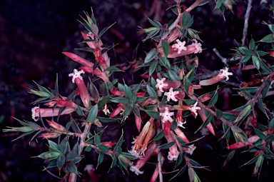 APII jpeg image of Leucopogon neo-anglicus  © contact APII