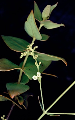 APII jpeg image of Logania cordifolia  © contact APII