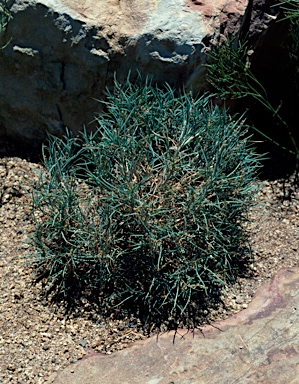 APII jpeg image of Lomandra obliqua  © contact APII