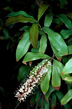 APII jpeg image of Macadamia ternifolia  © contact APII