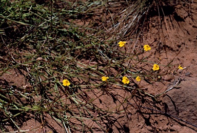 APII jpeg image of Uvedalia linearis var. lutea  © contact APII