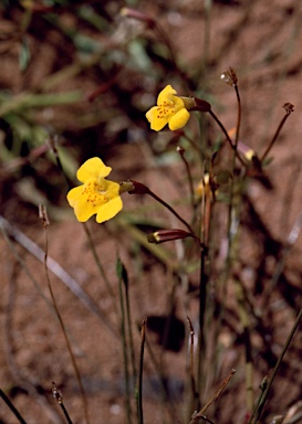 APII jpeg image of Uvedalia linearis var. lutea  © contact APII