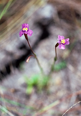 APII jpeg image of Uvedalia linearis var. linearis  © contact APII