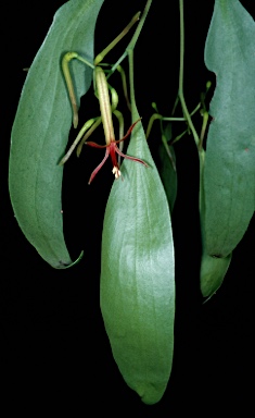 APII jpeg image of Muellerina celastroides x eucalyptoides  © contact APII