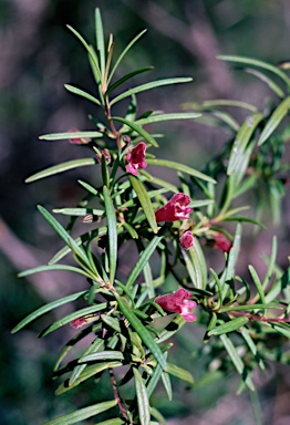 APII jpeg image of Microcorys longifolia  © contact APII