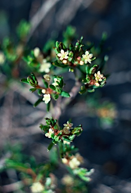 APII jpeg image of Monotaxis grandiflora var. grandiflora  © contact APII