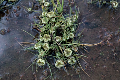 APII jpeg image of Myriocephalus rhizocephalus  © contact APII