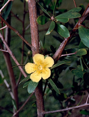 APII jpeg image of Neofabricia myrtifolia  © contact APII