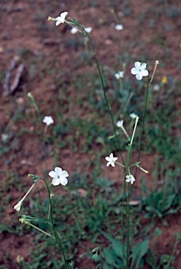 APII jpeg image of Nicotiana megalosiphon subsp. megalosiphon  © contact APII