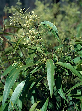 APII jpeg image of Notelaea punctata  © contact APII