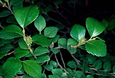 APII jpeg image of Nothofagus cunninghamii  © contact APII