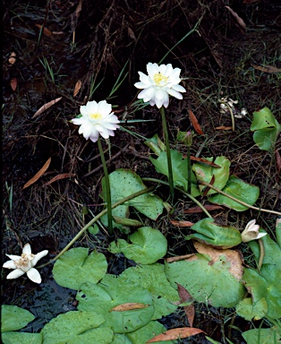 APII jpeg image of Nymphaea violacea  © contact APII