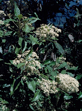 APII jpeg image of Olearia argophylla  © contact APII