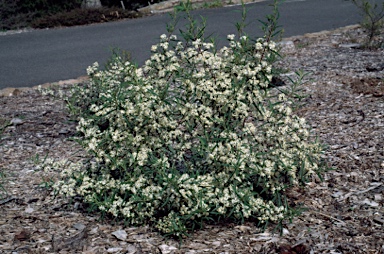 APII jpeg image of Olearia viscidula  © contact APII