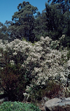 APII jpeg image of Olearia oppositifolia  © contact APII