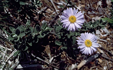 APII jpeg image of Olearia frostii  © contact APII