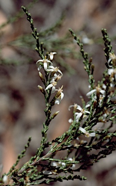 APII jpeg image of Olearia microdisca  © contact APII