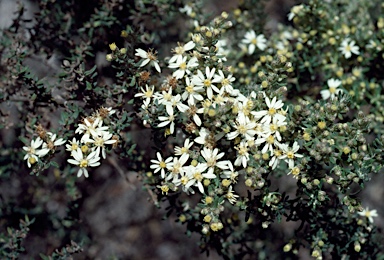 APII jpeg image of Olearia microphylla  © contact APII