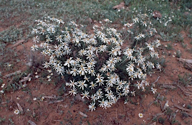 APII jpeg image of Olearia pimeleoides  © contact APII