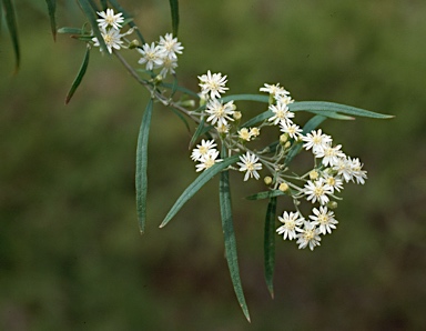 APII jpeg image of Olearia viscidula  © contact APII