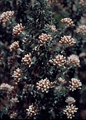 APII jpeg image of Ozothamnus purpurascens  © contact APII