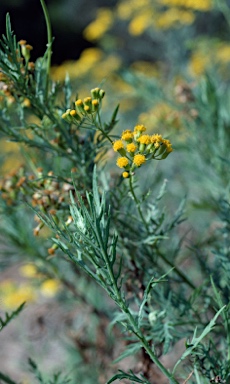 APII jpeg image of Ozothamnus scutellifolius  © contact APII