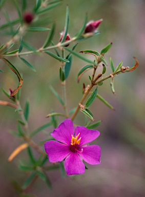 APII jpeg image of Osbeckia australiana  © contact APII