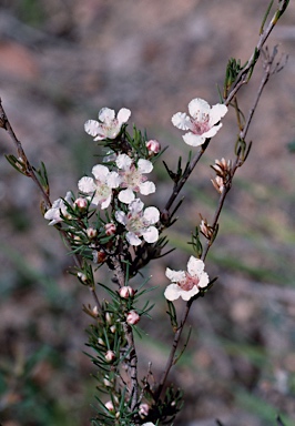 APII jpeg image of Paragonis grandiflora  © contact APII