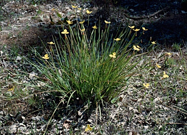 APII jpeg image of Patersonia umbrosa var. xanthina  © contact APII