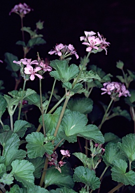 APII jpeg image of Pelargonium australe  © contact APII