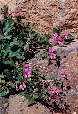 APII jpeg image of Pelargonium rodneyanum  © contact APII