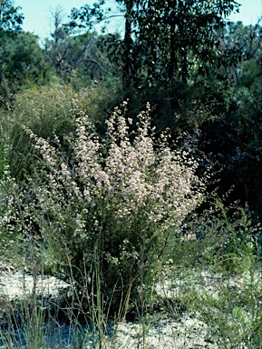 APII jpeg image of Pericalymma ellipticum var. ellipticum  © contact APII