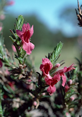 APII jpeg image of Hemiphora exserta  © contact APII