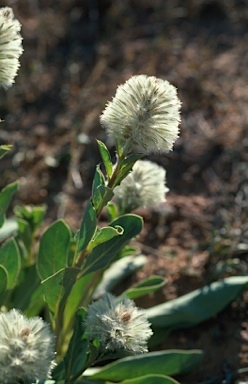 APII jpeg image of Ptilotus nobilis  © contact APII