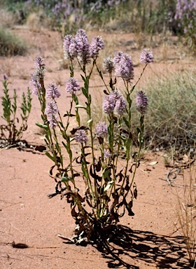 APII jpeg image of Ptilotus exaltatus  © contact APII