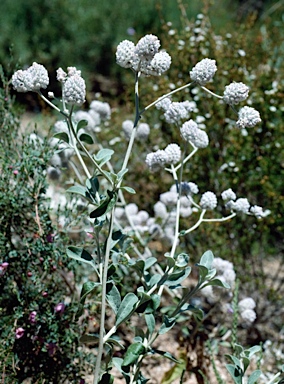 APII jpeg image of Ptilotus obovatus  © contact APII